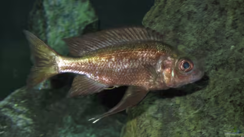 Besatz im Aquarium Fadenmaulbrüter-Tank von Andi*Sehlde (64)