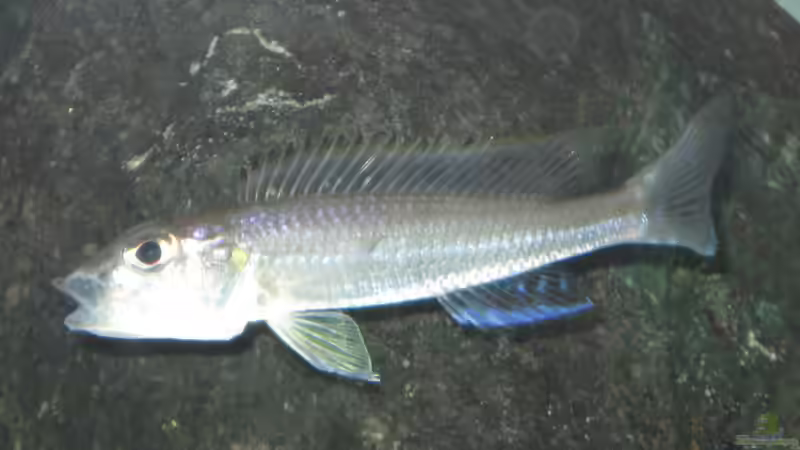 Besatz im Aquarium Fadenmaulbrüter-Tank von Andi*Sehlde (66)