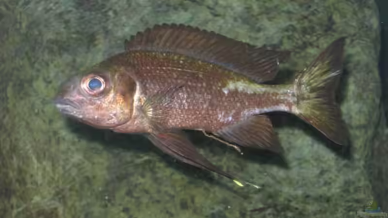 Besatz im Aquarium Fadenmaulbrüter-Tank von Andi*Sehlde (67)