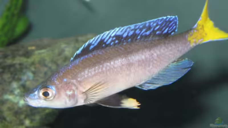 Besatz im Aquarium Fadenmaulbrüter-Tank von Andi*Sehlde (69)