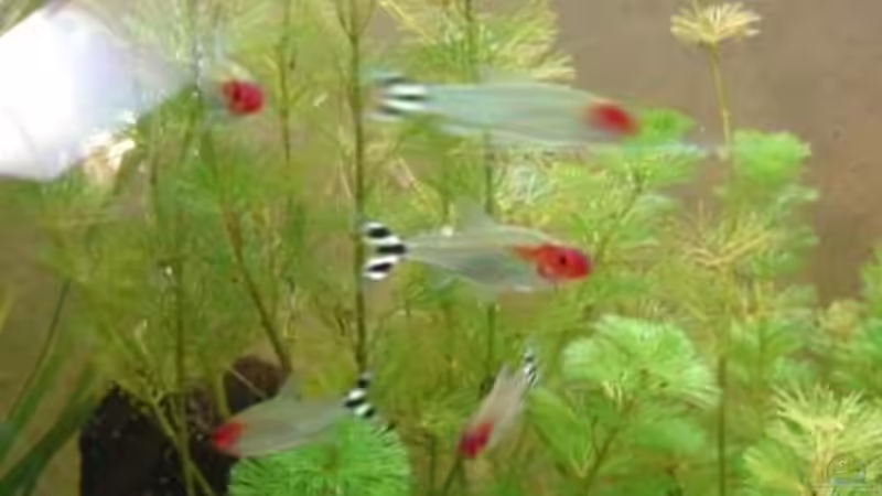 Besatz im Aquarium Familienbecken von Wauz06 (7)