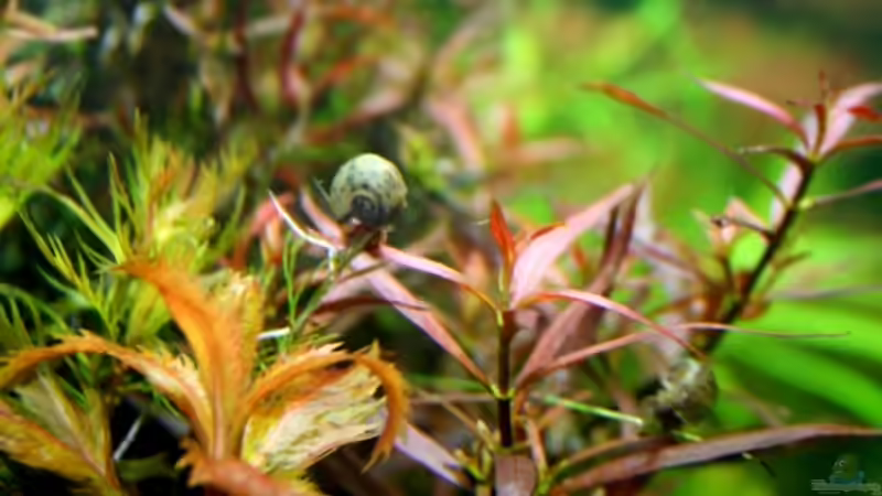 Besatz im Aquarium Farbenfrohes Steilufer von @mazonas (53)