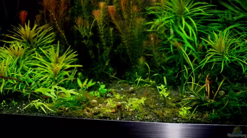 Besatz im Aquarium Farbenfrohes Steilufer von @mazonas (56)