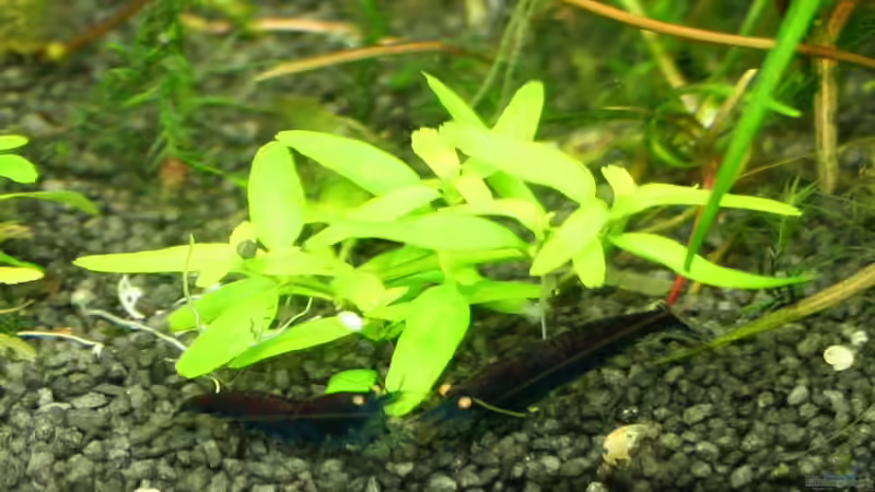 Besatz im Aquarium Farbenfrohes Steilufer von @mazonas (57)