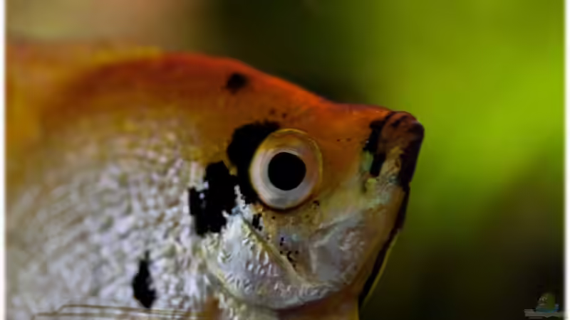 Besatz im Aquarium Farbträume von Ralf64 (68)