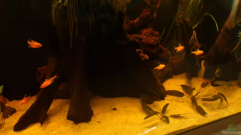 Besatz im Aquarium Fast ein Südamerikaner ) Nur noch als Beispiel von Kai Heermann (31)
