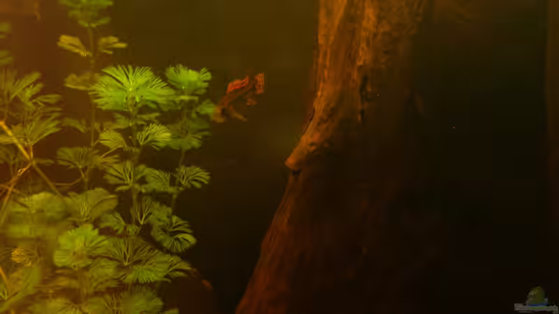 Besatz im Aquarium Fast ein Südamerikaner ) Nur noch als Beispiel von Kai Heermann (33)