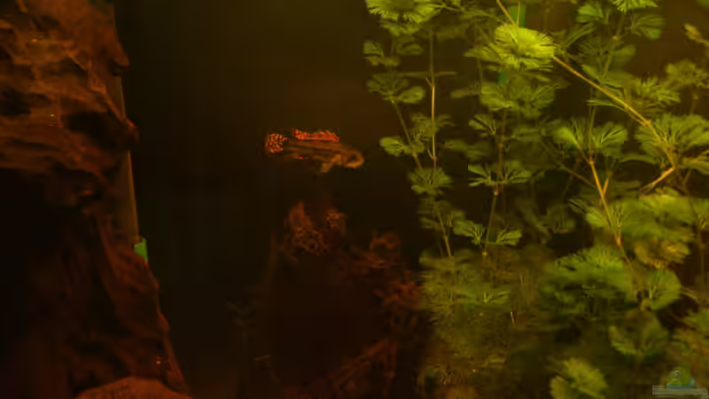 Besatz im Aquarium Fast ein Südamerikaner ) Nur noch als Beispiel von Kai Heermann (38)