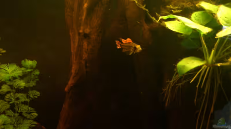 Besatz im Aquarium Fast ein Südamerikaner ) Nur noch als Beispiel von Kai Heermann (41)