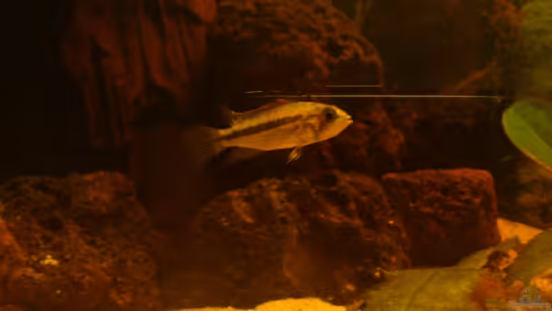 Besatz im Aquarium Fast ein Südamerikaner ) Nur noch als Beispiel von Kai Heermann (42)