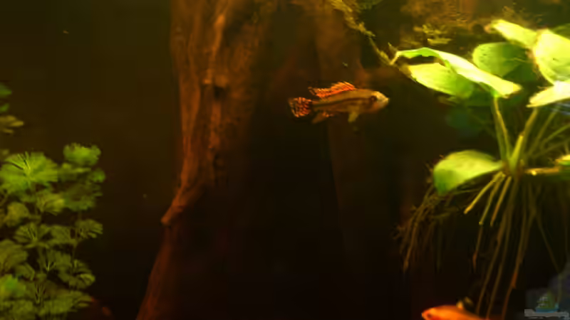 Besatz im Aquarium Fast ein Südamerikaner ) Nur noch als Beispiel von Kai Heermann (43)