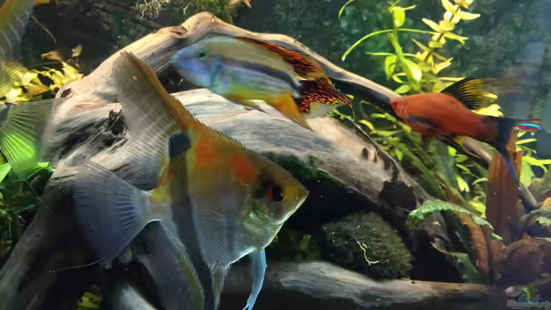 Besatz im Aquarium Fast Südamerika von DL (11)