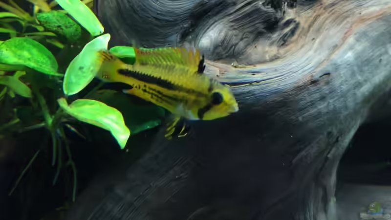 Besatz im Aquarium Fast Südamerika von DL (12)