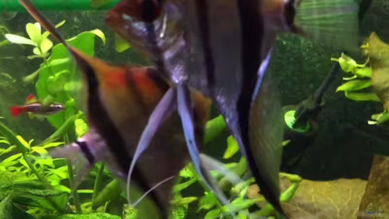 Besatz im Aquarium Fast Südamerika von DL (13)