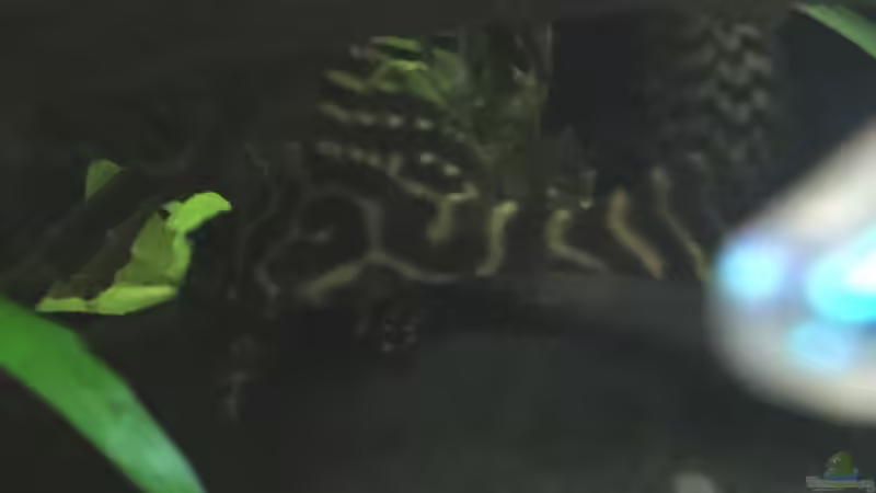 Besatz im Aquarium Fast Südamerika von DL (17)