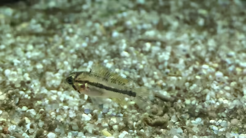 Besatz im Aquarium Fast Südamerika von DL (18)