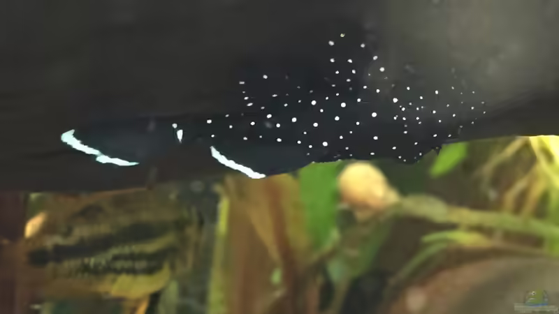 Besatz im Aquarium Fast Südamerika von DL (20)