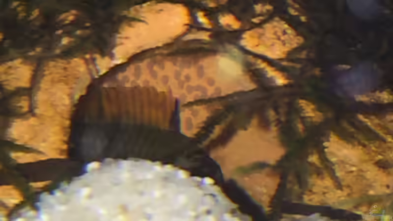 Besatz im Aquarium Fast Südamerika von DL (9)