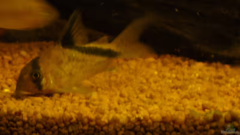 Besatz im Aquarium Fast Südamerika von zetti (5)