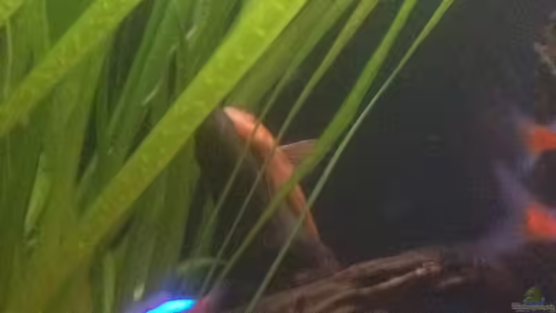 Besatz im Aquarium Feierabend Becken von Theo Heimann (12)