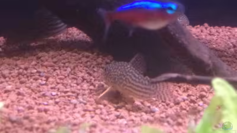 Besatz im Aquarium Feierabend Becken von Theo Heimann (13)