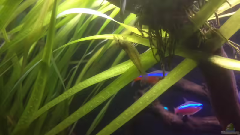 Besatz im Aquarium Feierabend Becken von Theo Heimann (14)