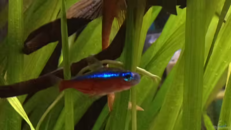 Besatz im Aquarium Feierabend Becken von Theo Heimann (15)