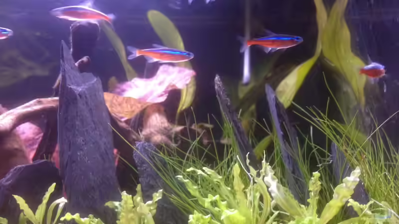 Besatz im Aquarium Feierabend Becken von Theo Heimann (16)