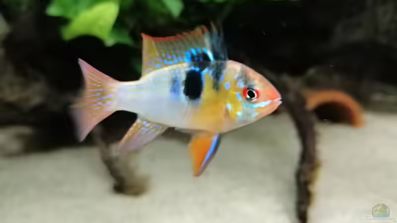 Besatz im Aquarium Feine Gesellschaft aus Südamerika von DaLi (15)