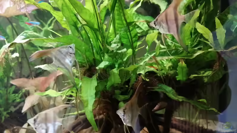 Besatz im Aquarium Feine Gesellschaft aus Südamerika von DaLi (16)