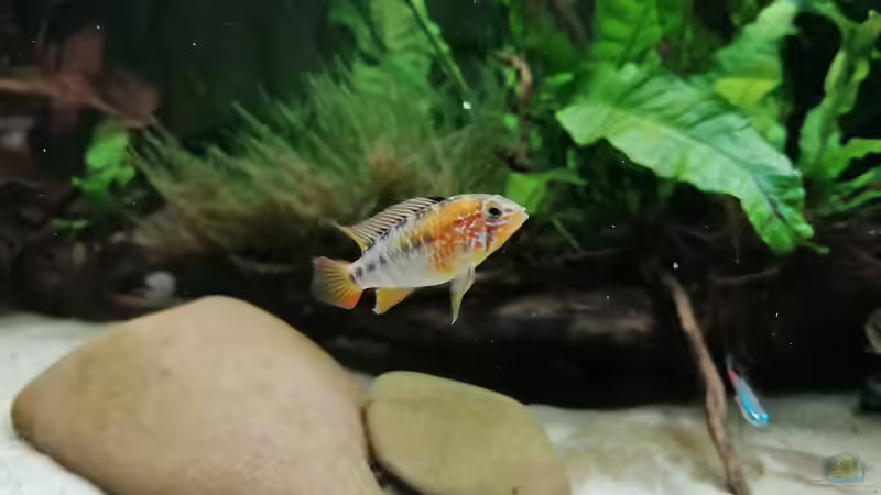 Besatz im Aquarium Feine Gesellschaft aus Südamerika von DaLi (17)