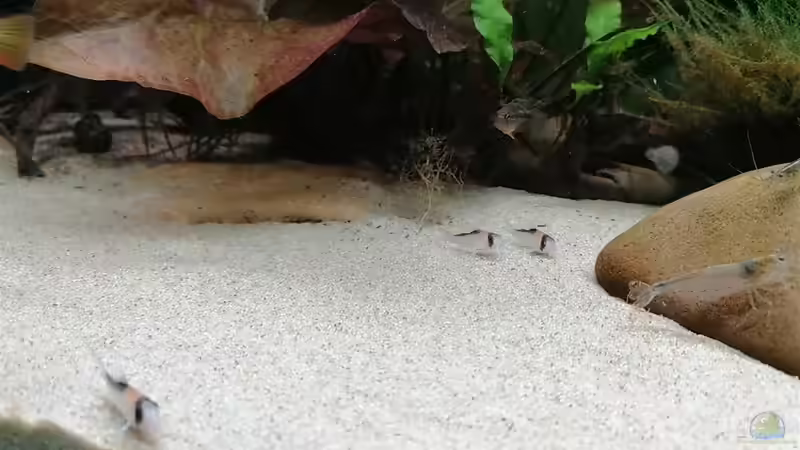 Besatz im Aquarium Feine Gesellschaft aus Südamerika von DaLi (18)