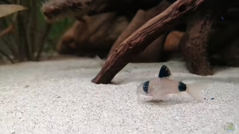 Besatz im Aquarium Feine Gesellschaft aus Südamerika von DaLi (19)