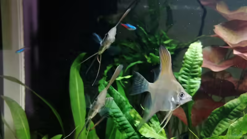 Besatz im Aquarium Feine Gesellschaft aus Südamerika von DaLi (20)