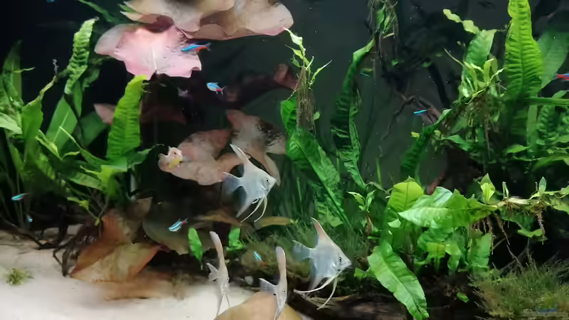 Besatz im Aquarium Feine Gesellschaft aus Südamerika von DaLi (21)