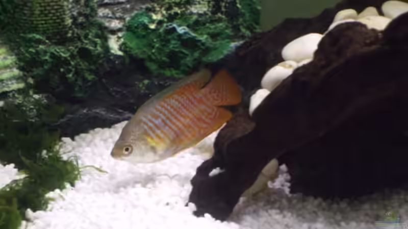 Besatz im Aquarium Feng Shui von elcah (6)