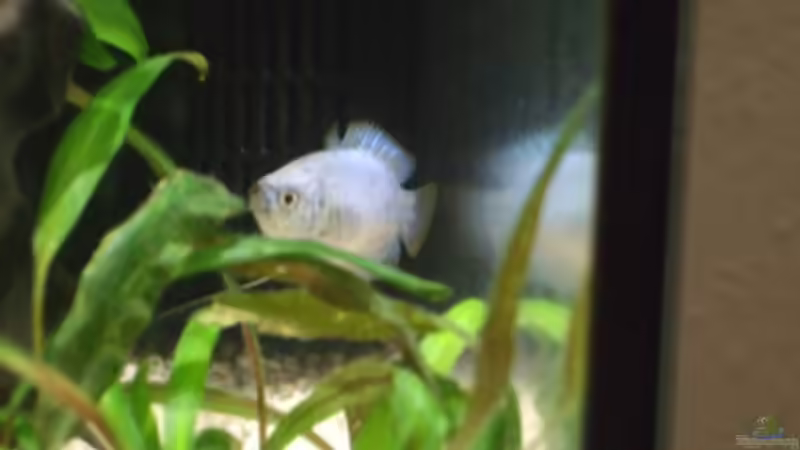 Besatz im Aquarium Feng Shui von elcah (8)