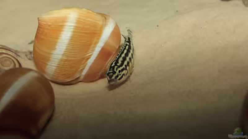 Besatz im Aquarium Fertighaussiedlung von Julien Preuß (58)