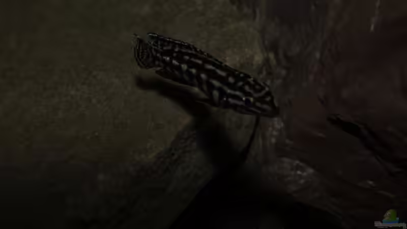 Besatz im Aquarium Fertighaussiedlung von Julien Preuß (59)