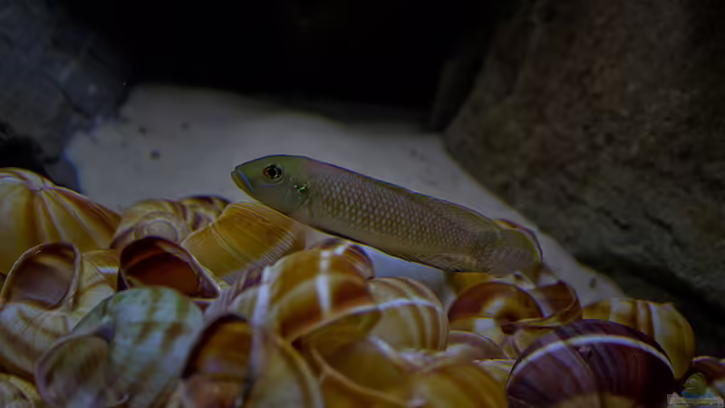 Besatz im Aquarium Fertighaussiedlung von Julien Preuß (60)