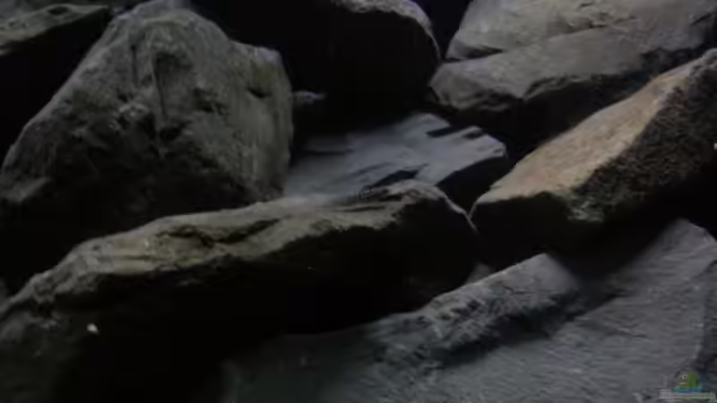 Besatz im Aquarium Fertighaussiedlung von Julien Preuß (61)