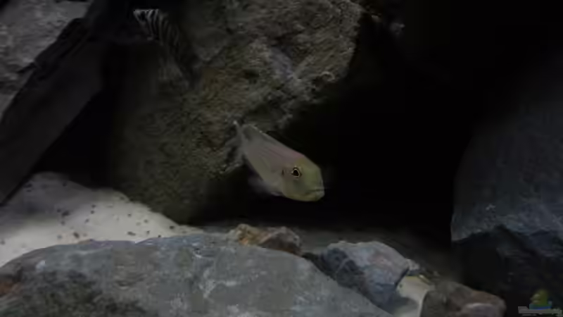 Besatz im Aquarium Fertighaussiedlung von Julien Preuß (62)