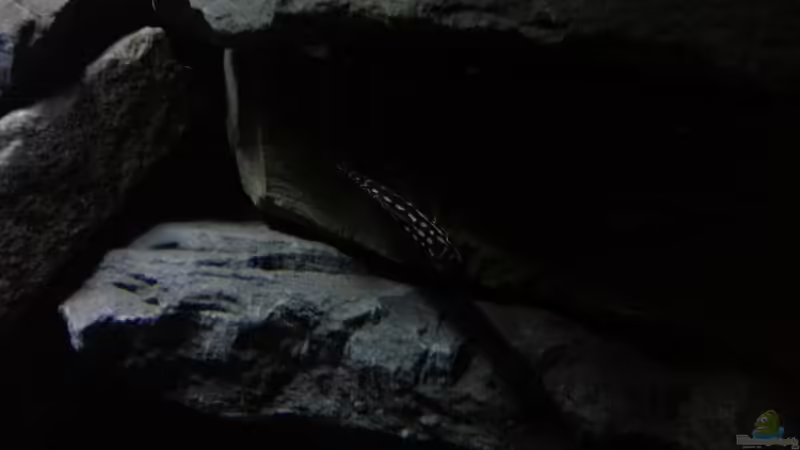 Besatz im Aquarium Fertighaussiedlung von Julien Preuß (63)