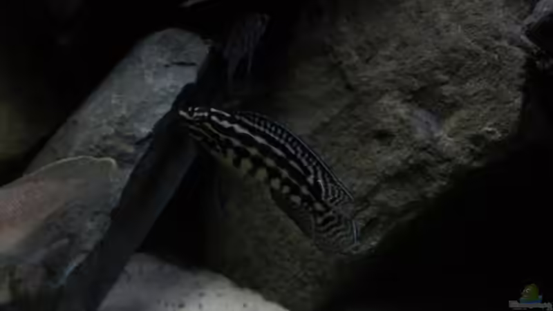 Besatz im Aquarium Fertighaussiedlung von Julien Preuß (64)