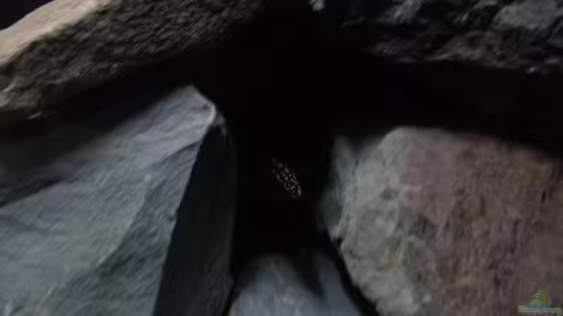 Besatz im Aquarium Fertighaussiedlung von Julien Preuß (65)