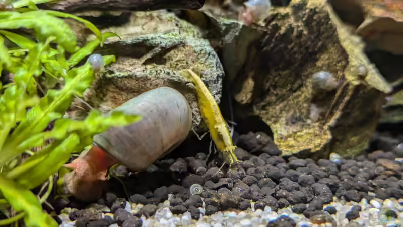 Besatz im Aquarium Feuerinsel von der Loucy (36)