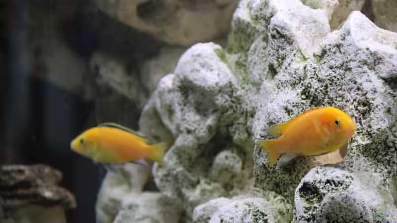 Besatz im Aquarium finkys hood von finky (10)