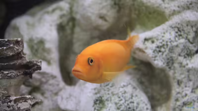 Besatz im Aquarium finkys hood von finky (12)