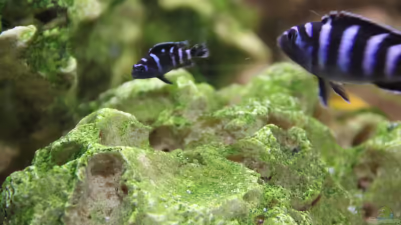 Besatz im Aquarium finkys hood von finky (7)