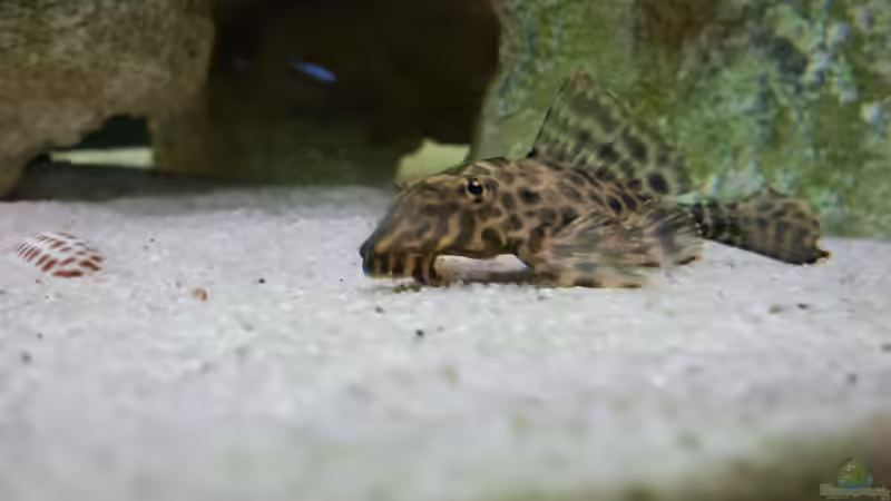 Besatz im Aquarium finkys hood von finky (8)